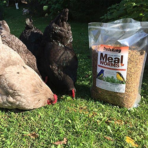 TradeKing 2 lb Kurutulmuş Mealworms-Yabani Kuşlar, Tavuk, Balık ve Sürüngenler için Yüksek Proteinli Muamele